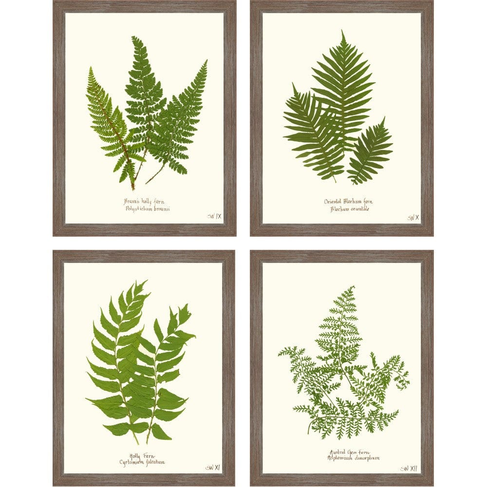 Fern Prints 14"x18"