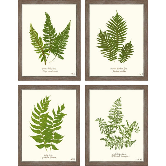 Fern Prints 14"x18"