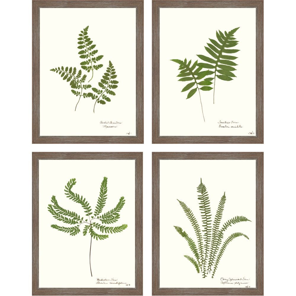 Fern Prints 14"x18"